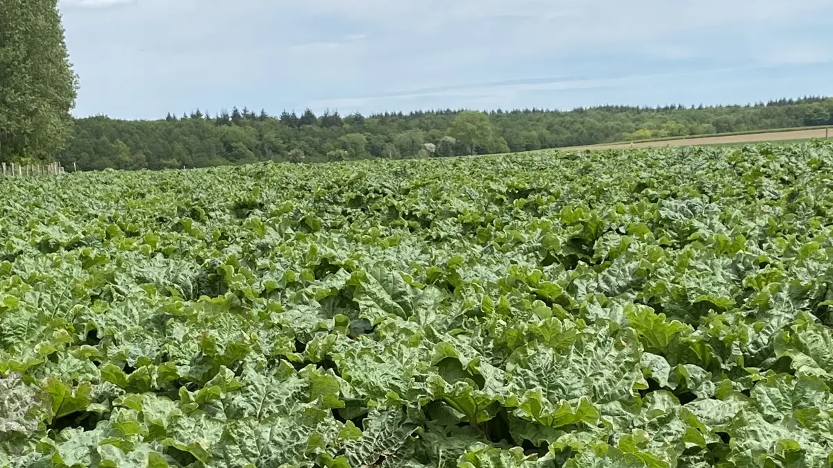Champ de rhubarbe