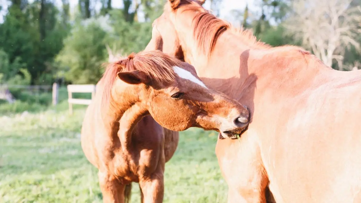 Chevaux