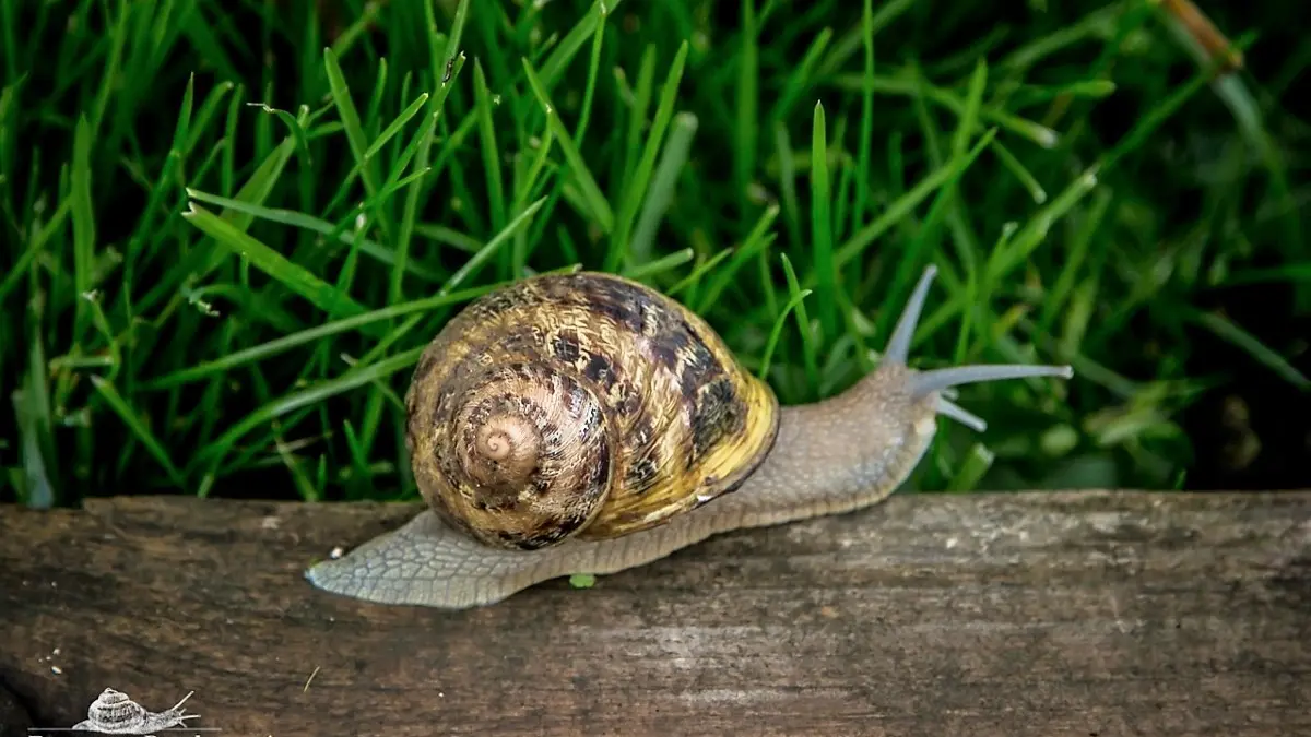 Escargots de la Broche escargots