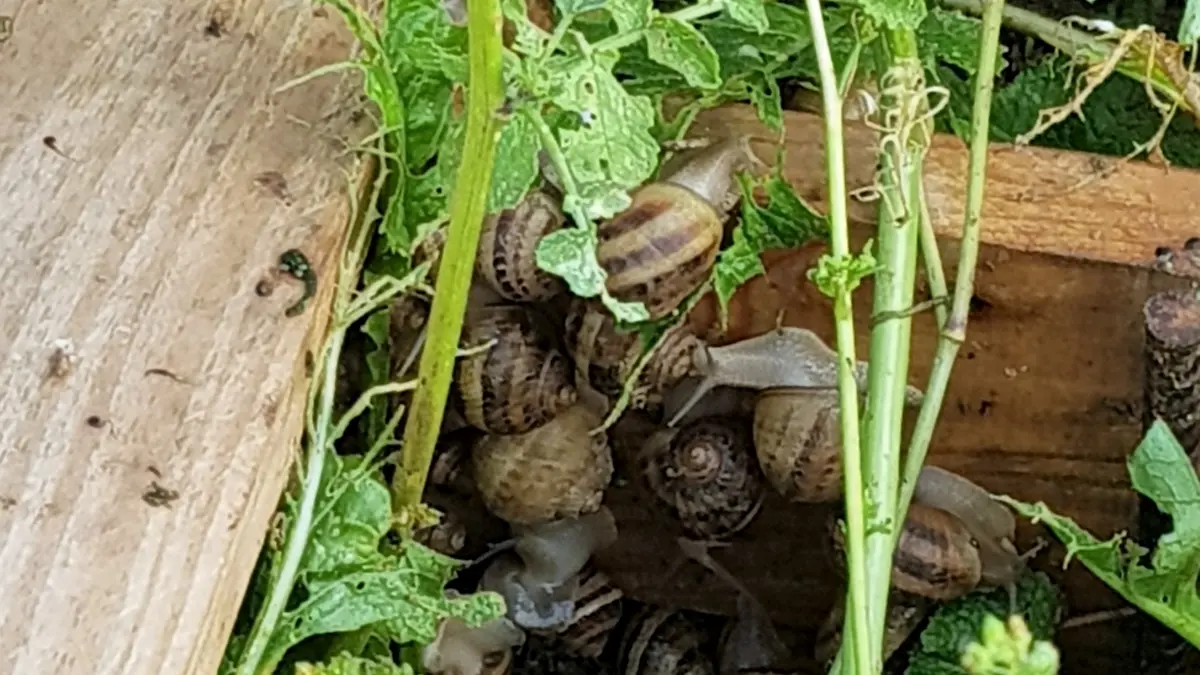 Escargots de la Broche parc