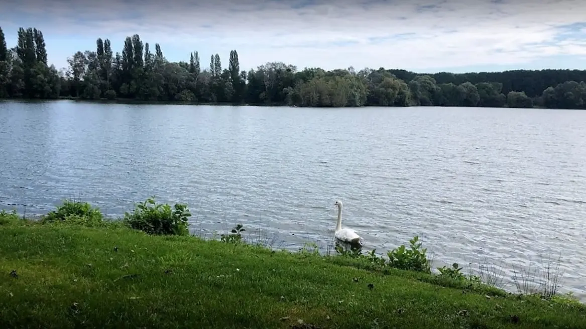 Étang & cygne