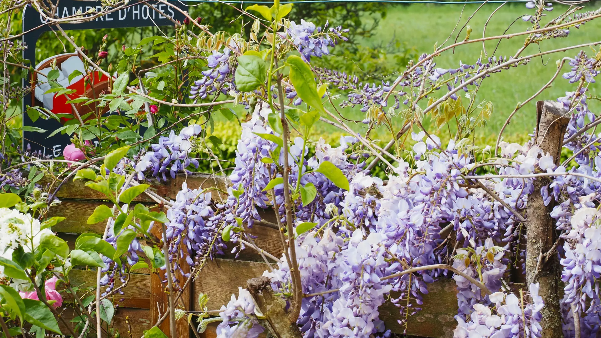 Glycine en fleur © Le Nid du Verdier