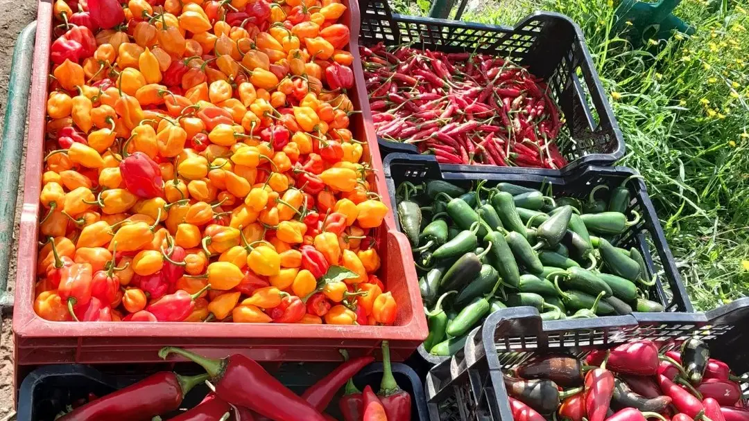 461925152_1153182683114426_5713637978473483224_n