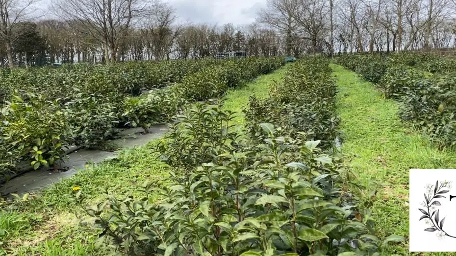 Maison du thé breton - Quimper - Bigoudenjoy