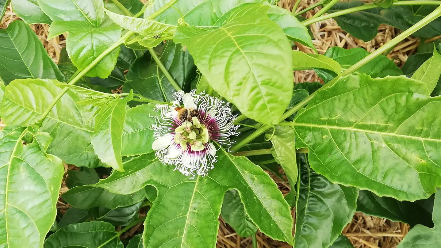 Maraîcher Ty Tropic - Plomeur - Pays Bigouden - Bigoudenjoy