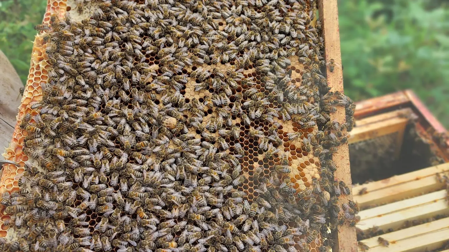 La miellerie du cheval de bois - Plomeur - Pays bigouden