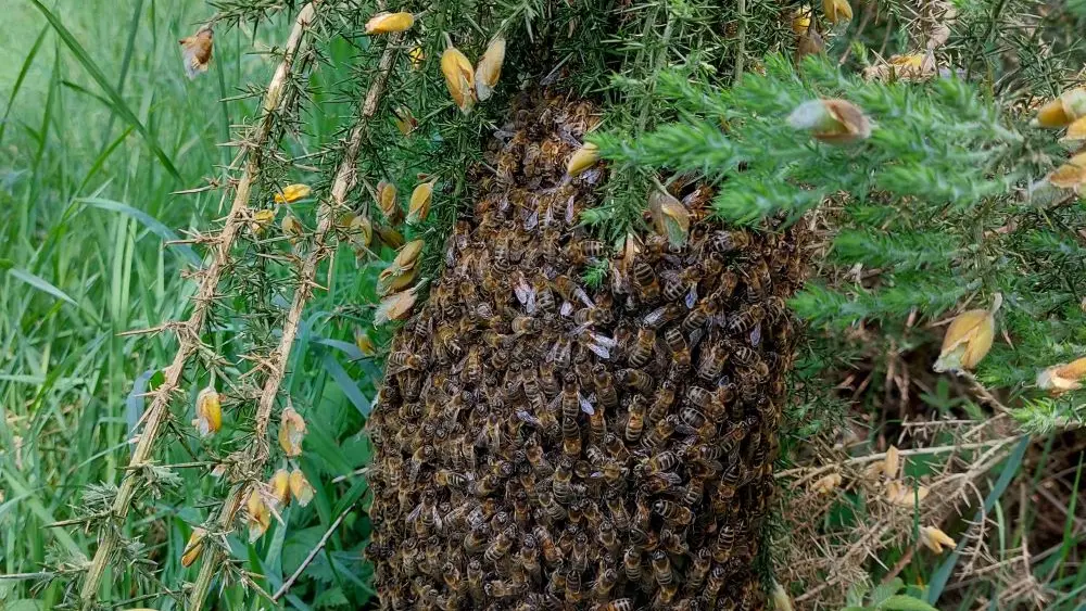 La miellerie du cheval de bois - Plomeur - Pays bigouden