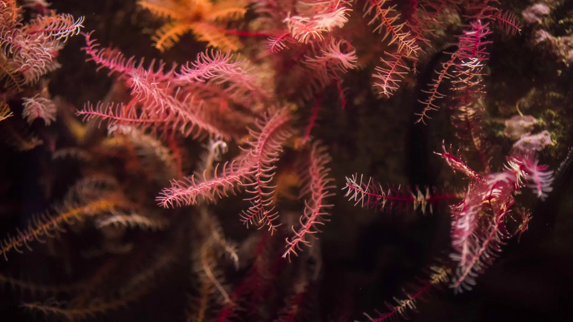 Marinarium - Aquarium à Concarneau - Aquariums Finistère Sud, Bretagne