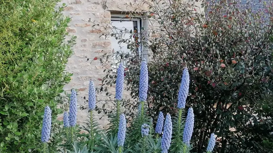 La tour du bois dormant - Plozevet - Pays bigouden