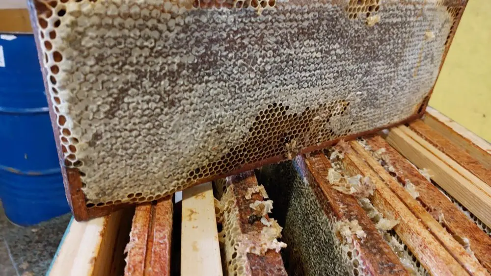 La miellerie du cheval de bois - Plomeur - Pays bigouden