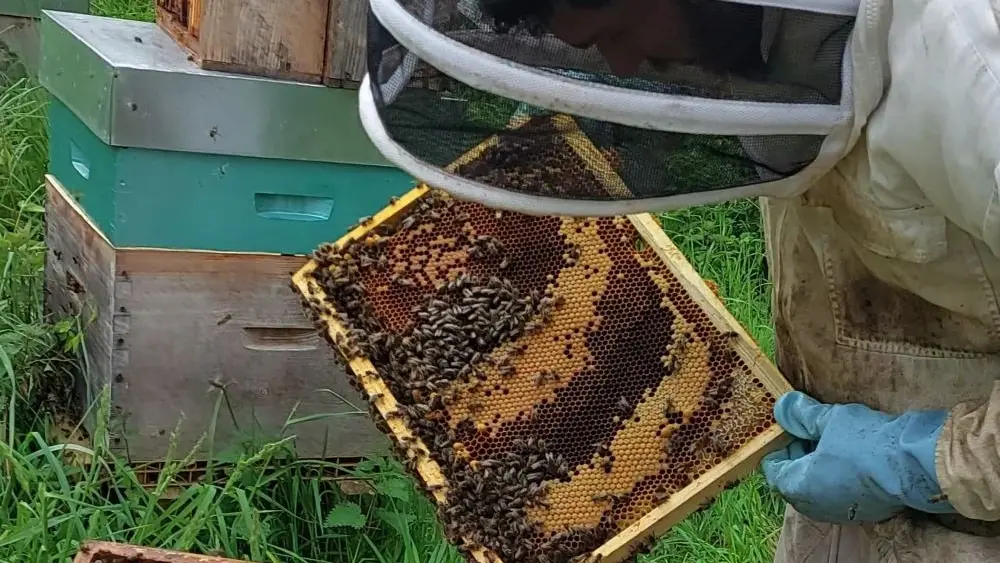 La miellerie du cheval de bois - Plomeur - Pays bigouden