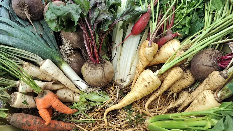 Les potagers de St Jean - Saint Jean Trolimon - Pays Bigouden - Bigoudenjoy