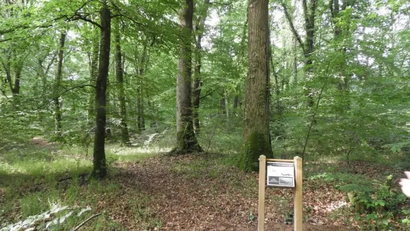 Les bateaux naissent en forêt