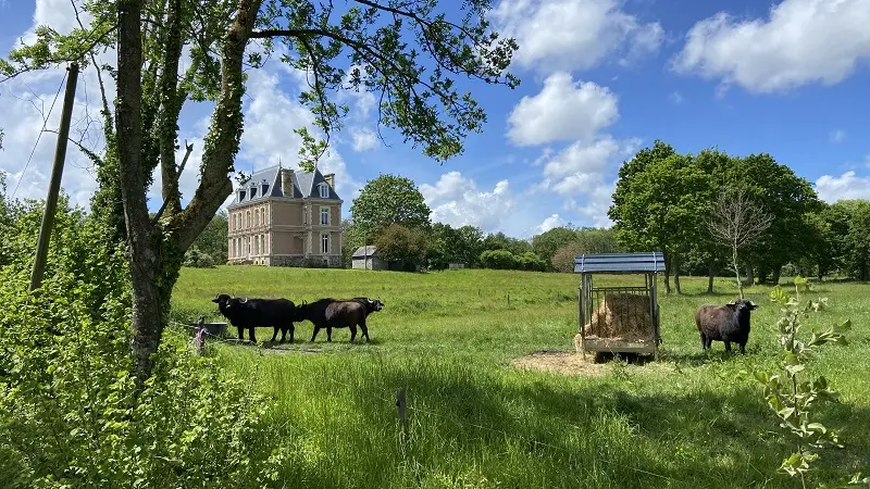 Buffles - Dol-de-Bretagne