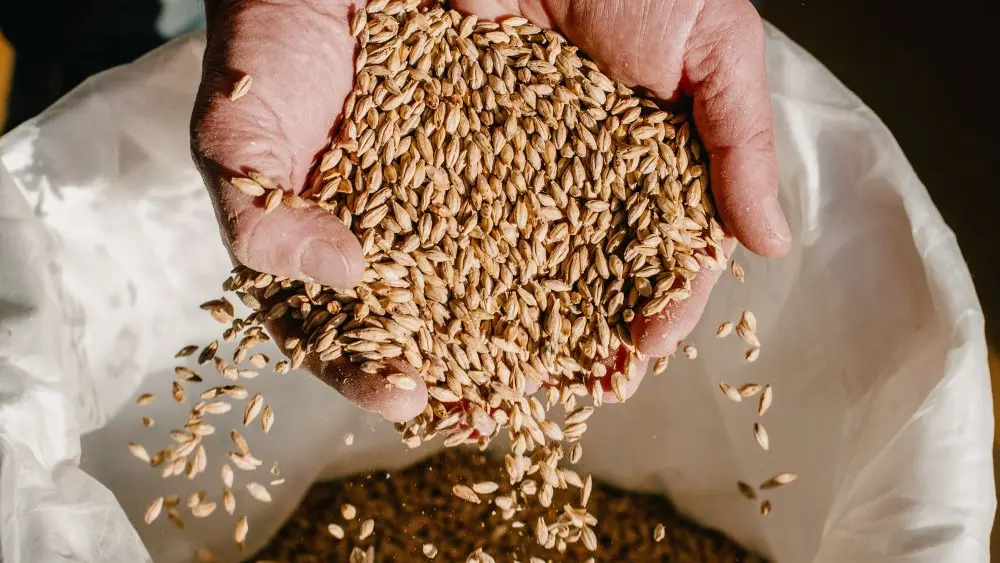 Brasserie artisanale Kauri Brewery - Plovan - Pays bigouden