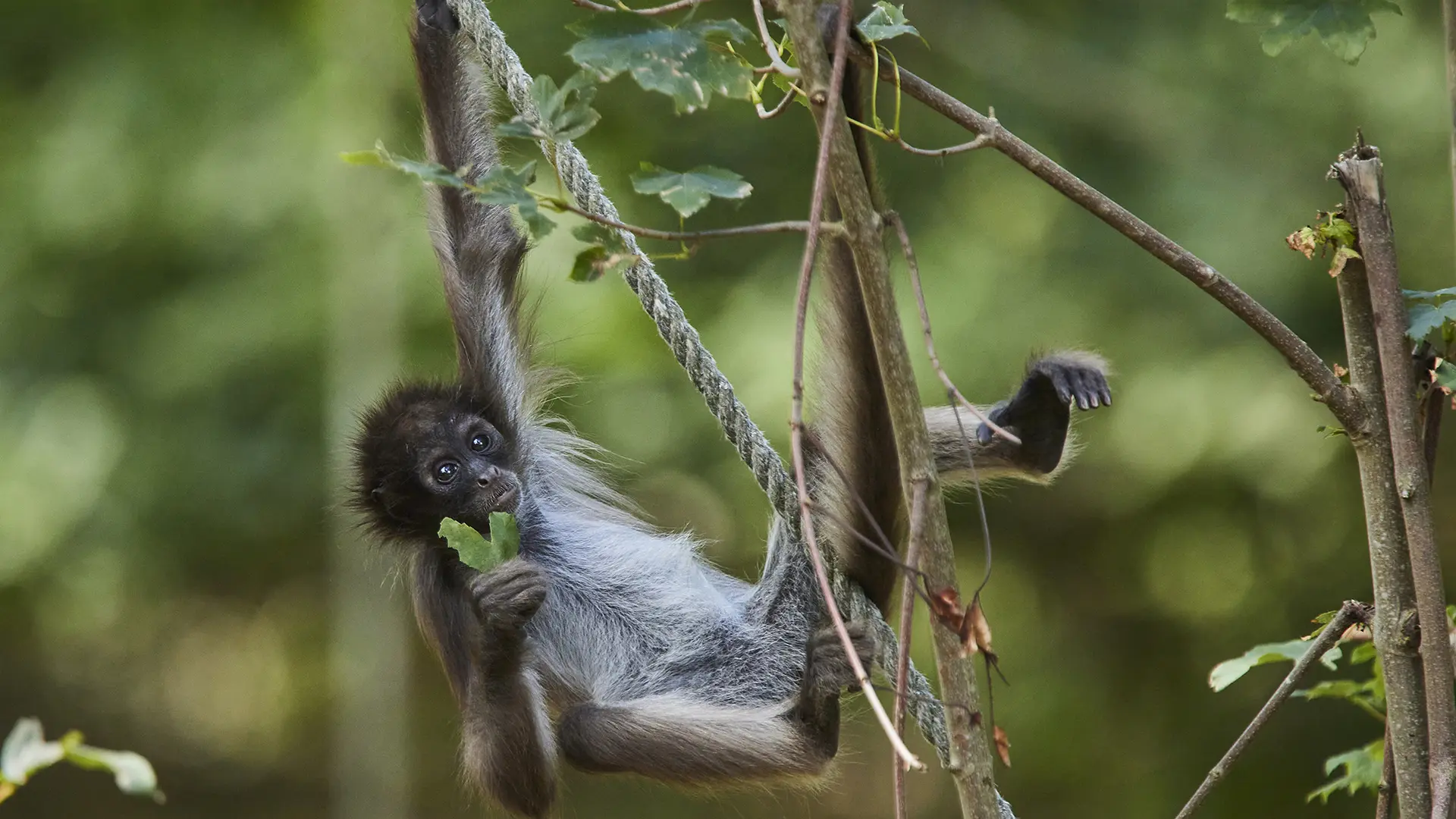 ©L.RANNOU_Atele MD 3