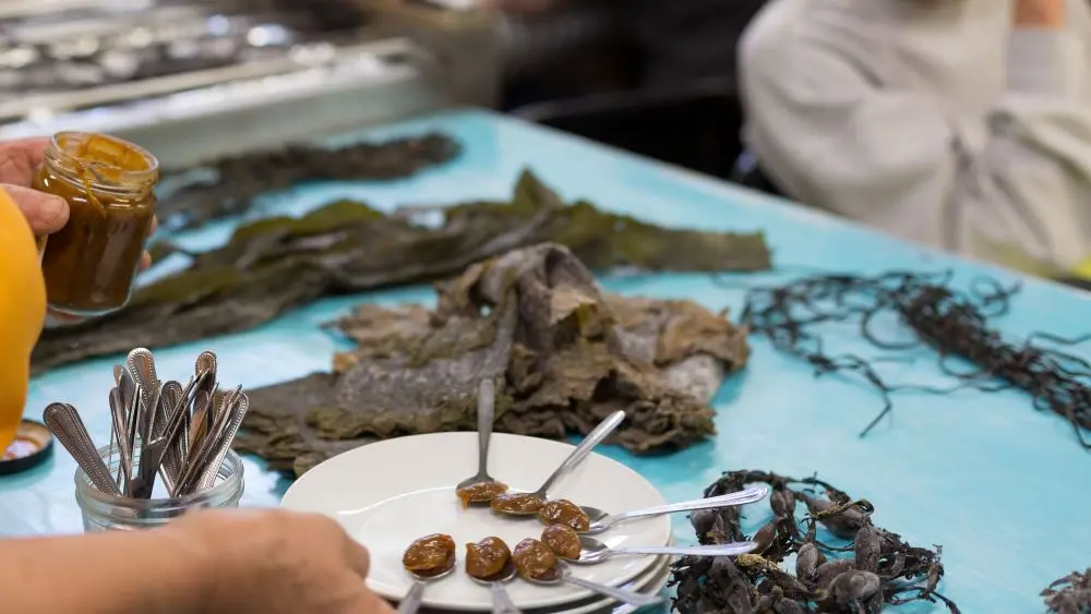 MaLO Blue horizons - Sea experiences - Guilvinec - Lesconil - Pays bigouden