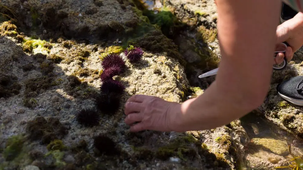 MaLO Blue horizons - Sea experiences - Guilvinec - Lesconil - Pays bigouden