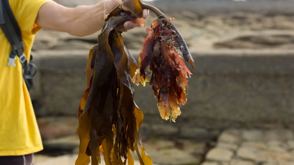 MaLO Blue horizons - Sea experiences - Guilvinec - Lesconil - Pays bigouden