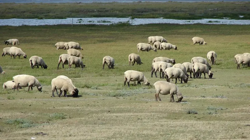 ©SMBMSM - Moutons de prés-salés