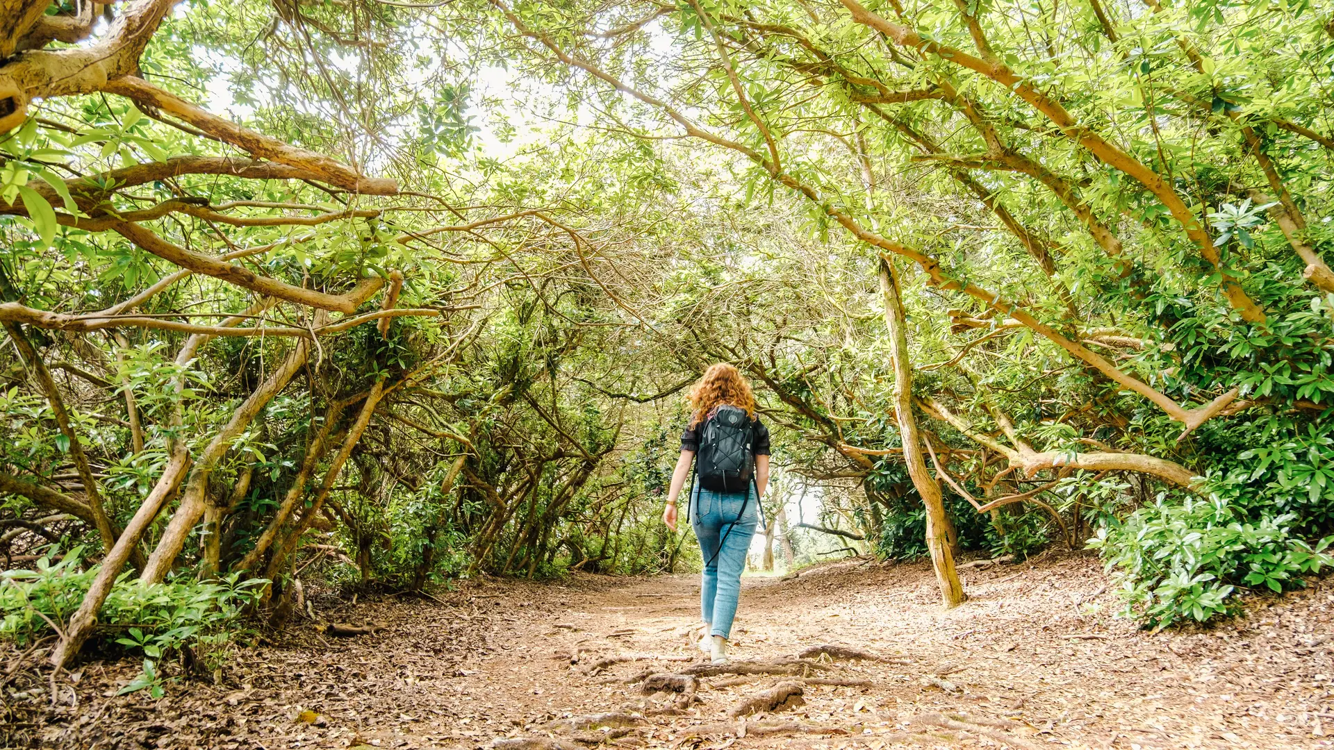 Passage sous les bois