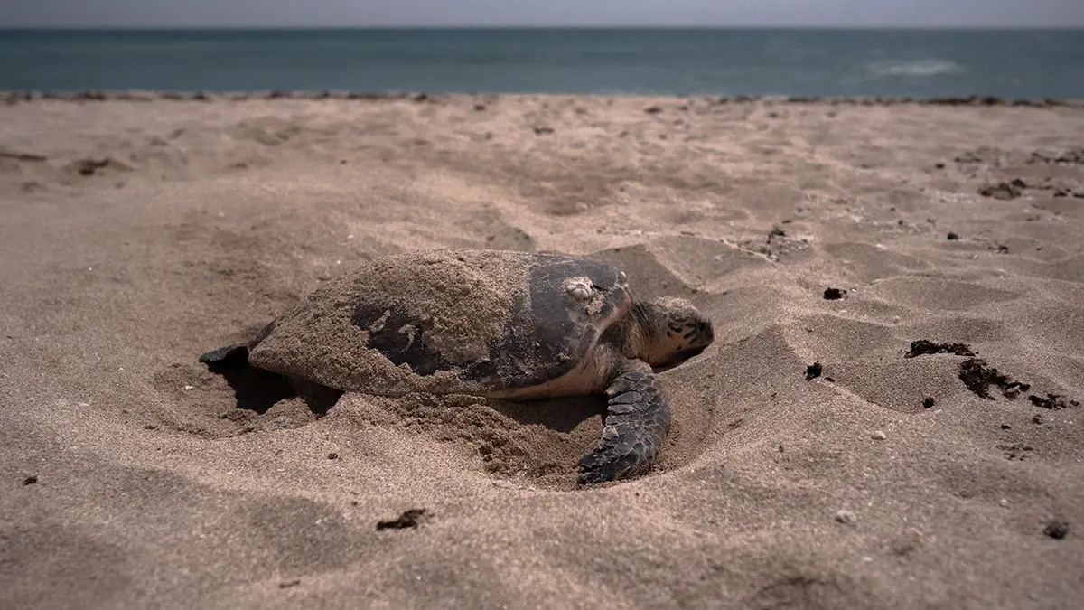 Festival Photo La mer en partage - Guilvinec Léchiagat