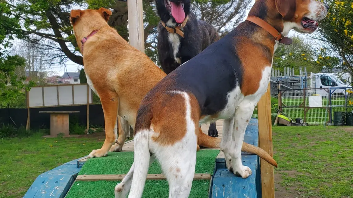 Plateforme d'Agility