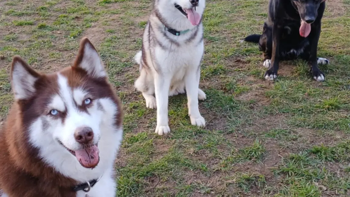 Education comportementale