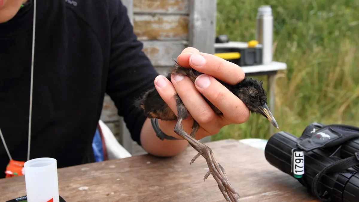 19_baguage rale d eau