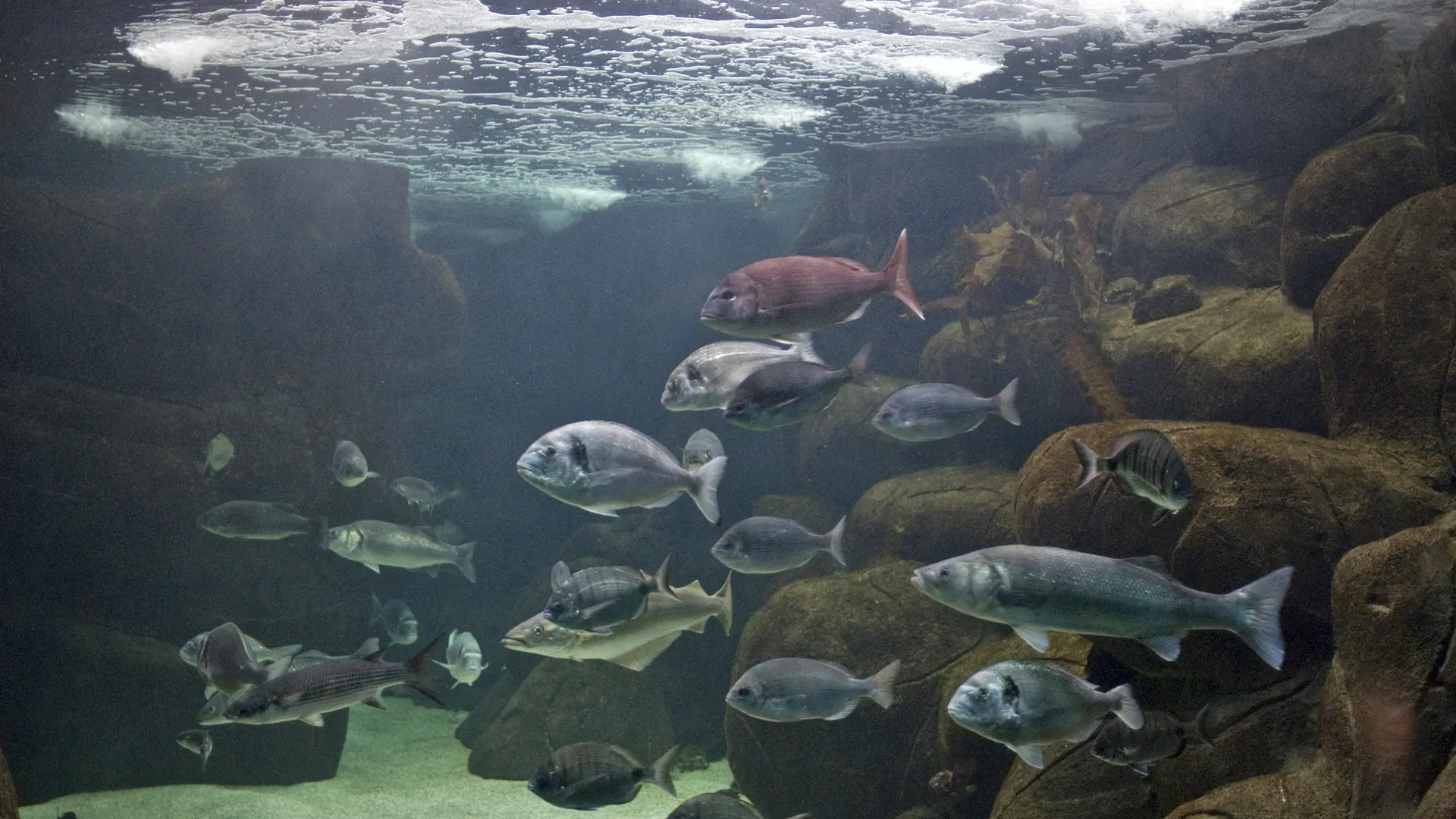 Marinarium - Aquarium à Concarneau - Aquariums Finistère Sud, Bretagne