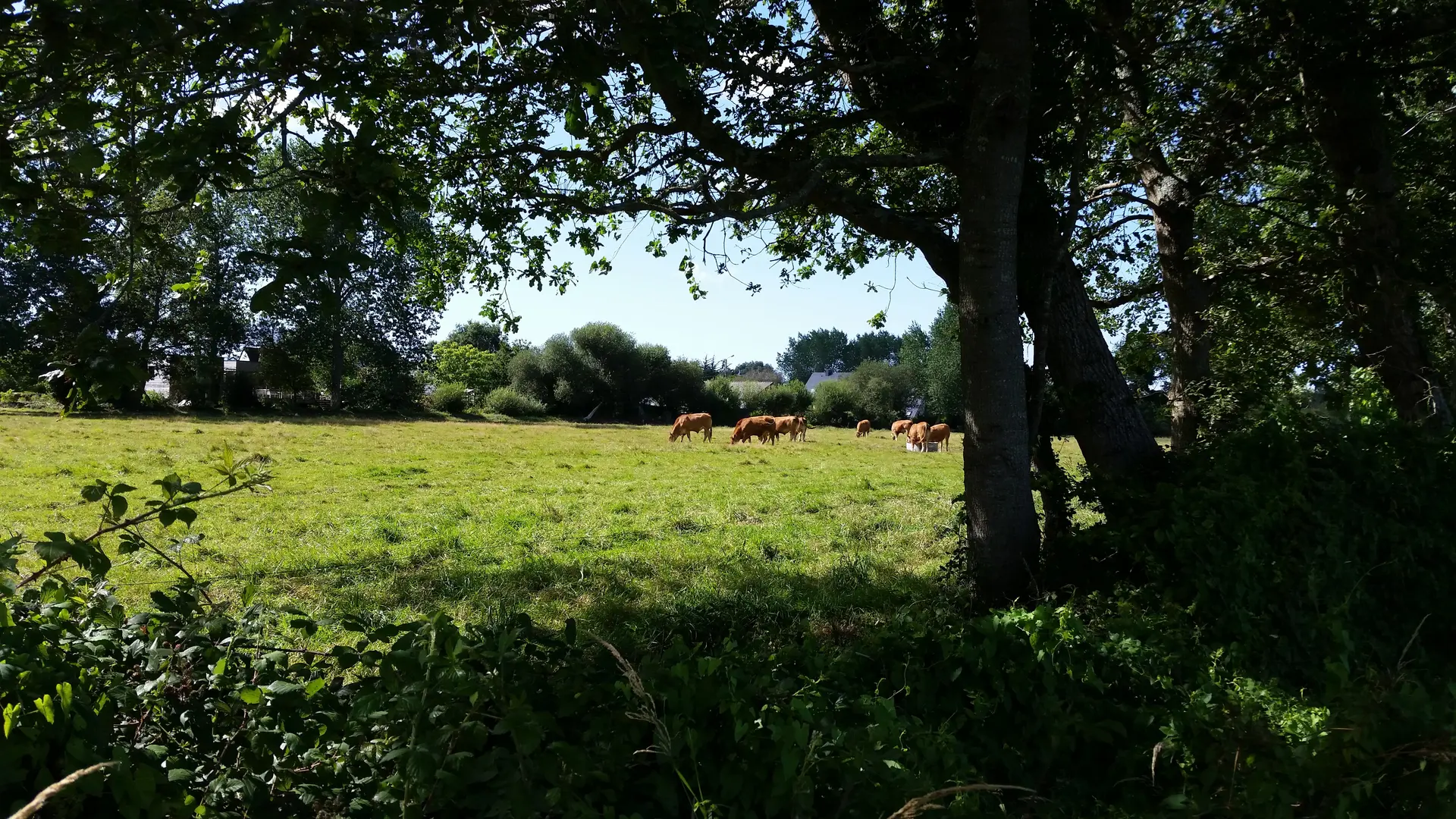 Polder de Combrit - Pays Bigouden - Bigoudenjoy