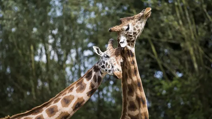 2019_1er Prix GIRAFES S.Letourneur