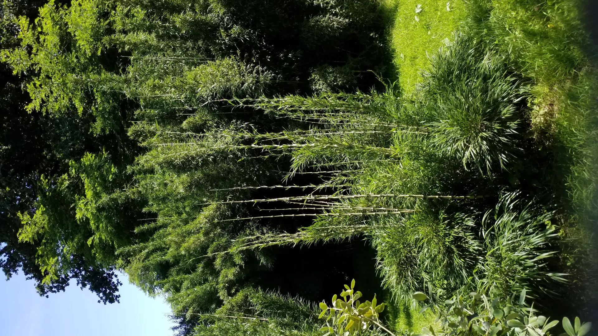 LA_VALLEE_DES_BAMBOUS_Plougonver