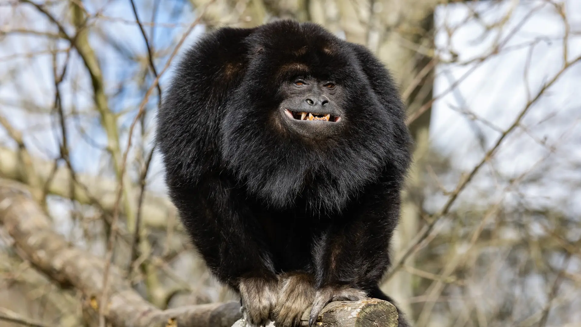 2022-Singe Hurleur ©M.Bernard-Chabrier