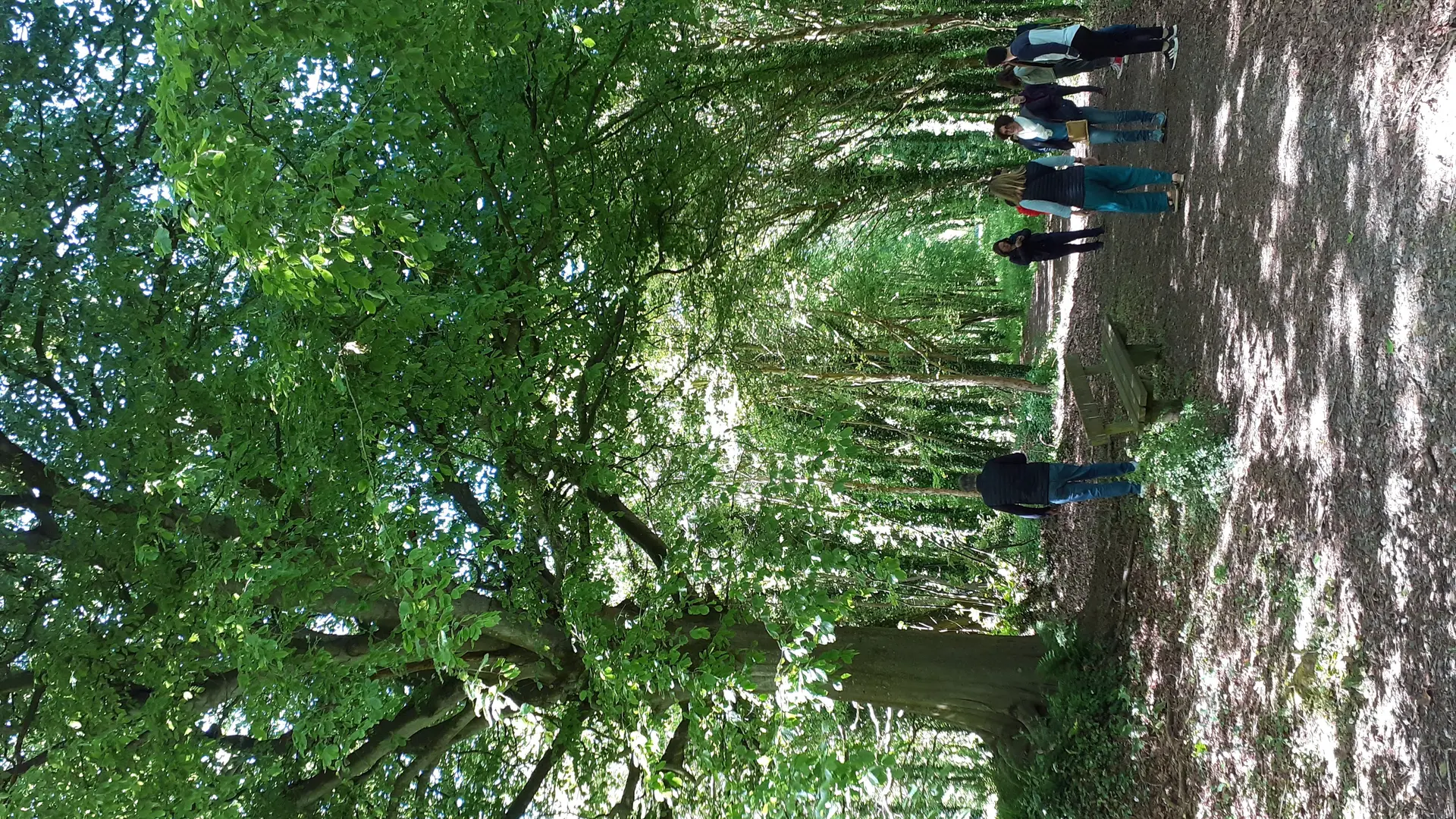 banc sous un hêtre - les chemins de l'eau