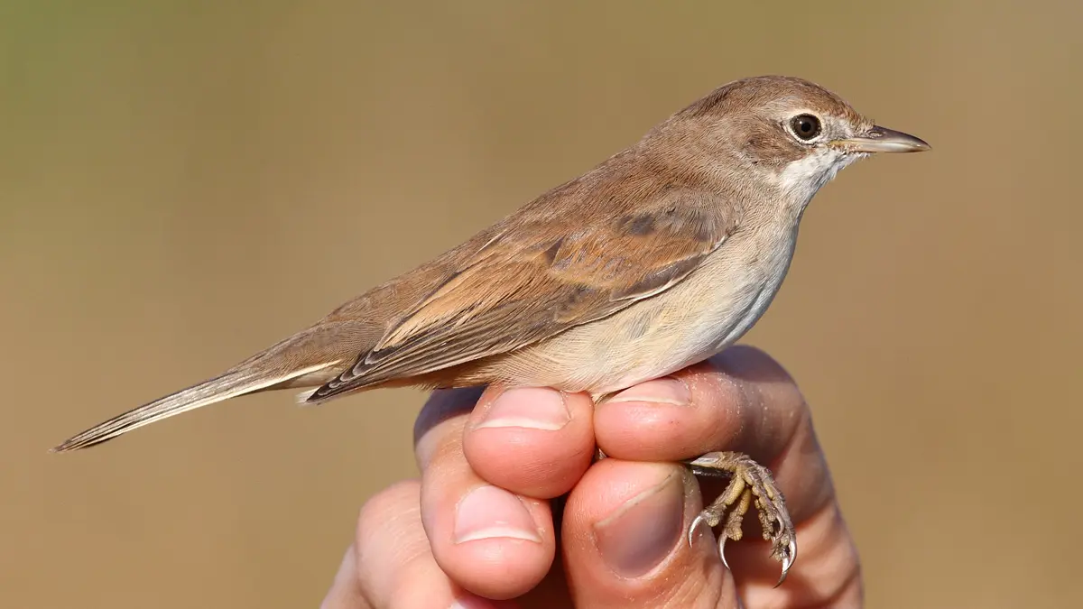 21_fauvette grisette