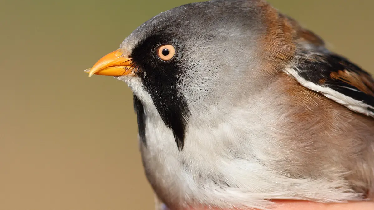 23_panure a moustaches