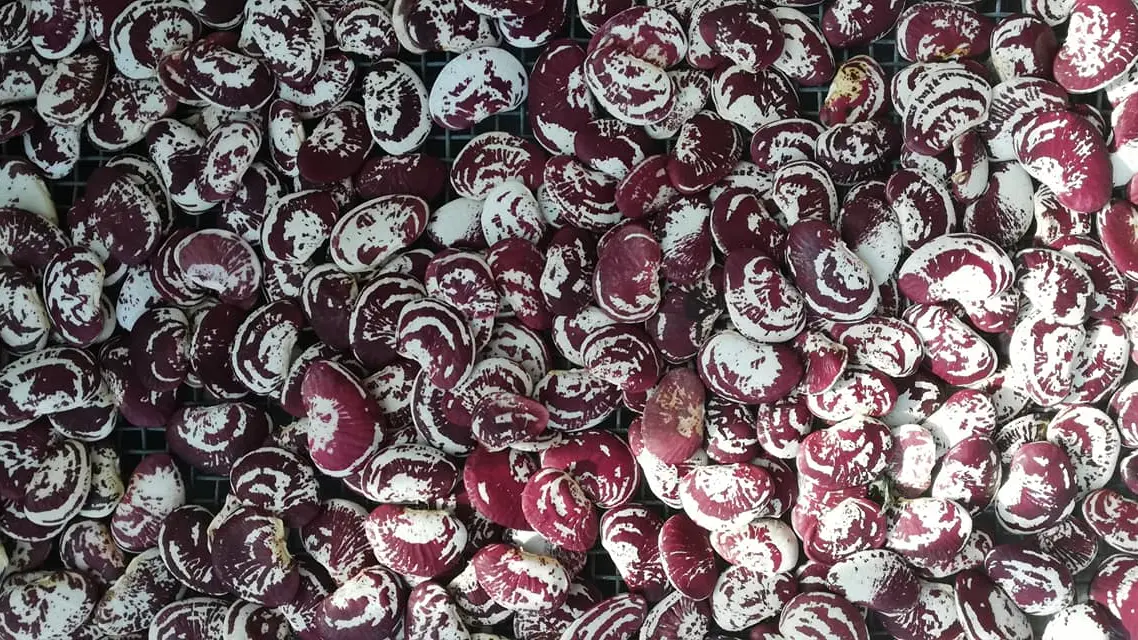 Maraîcher Ty Tropic - Plomeur - Pays Bigouden - Bigoudenjoy