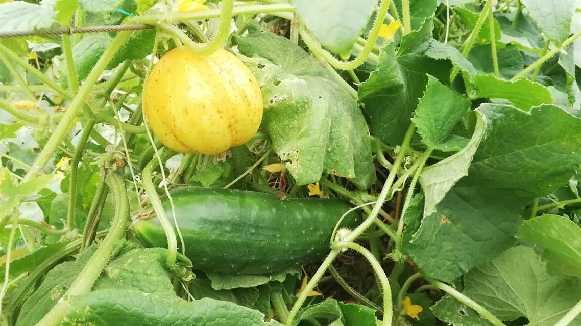 Maraîcher Ty Tropic - Plomeur - Pays Bigouden - Bigoudenjoy