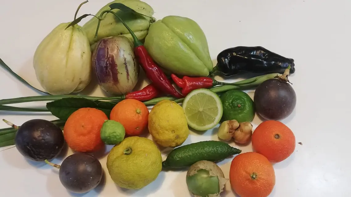 Maraîcher Ty Tropic - Plomeur - Pays Bigouden - Bigoudenjoy