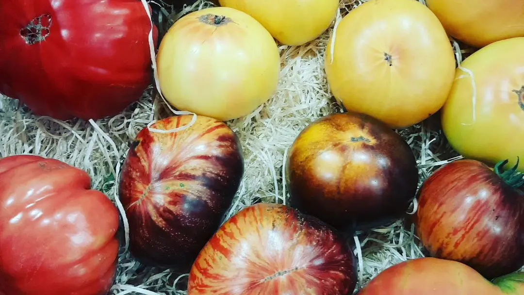 Maraîcher Ty Tropic - Plomeur - Pays Bigouden - Bigoudenjoy