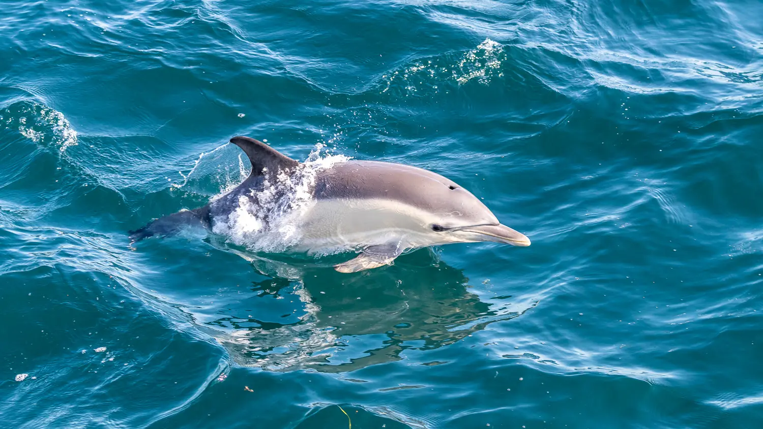 Dauphin - Glenan sans escale