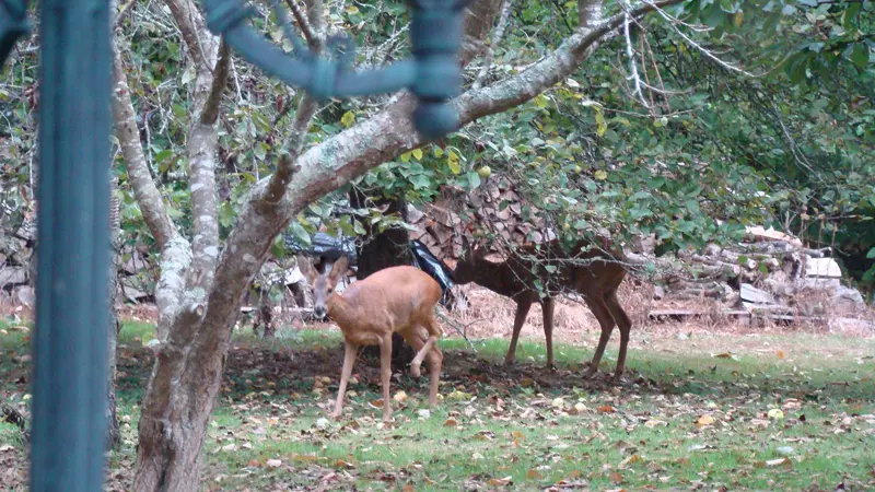 Chambre d'hôte WEBER - Pont-l'Abbé - Pays Bigouden - Bigoudenjoy 8