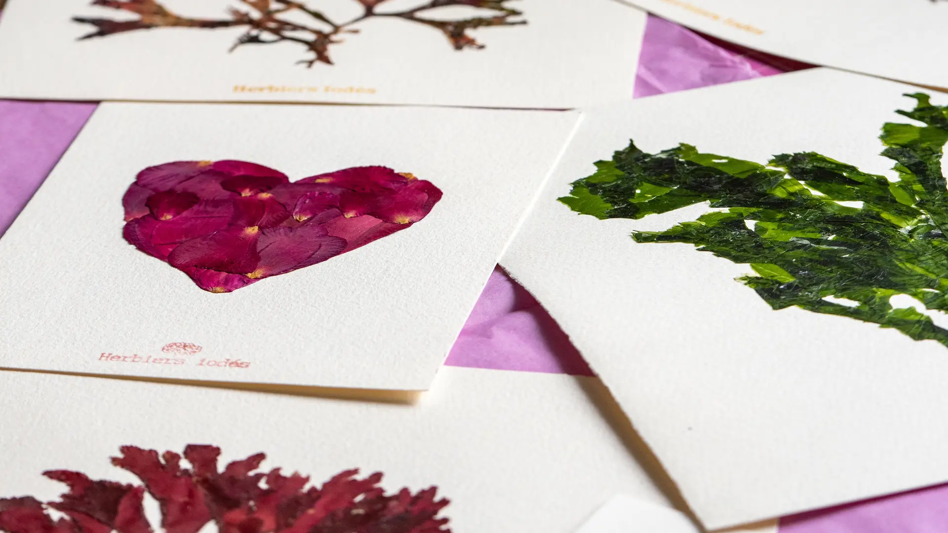 À l'atelier - Herbiers Iodés