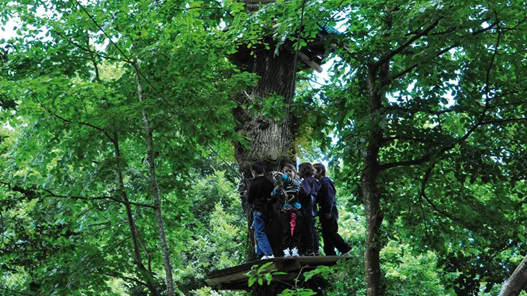 Bonobo Parc