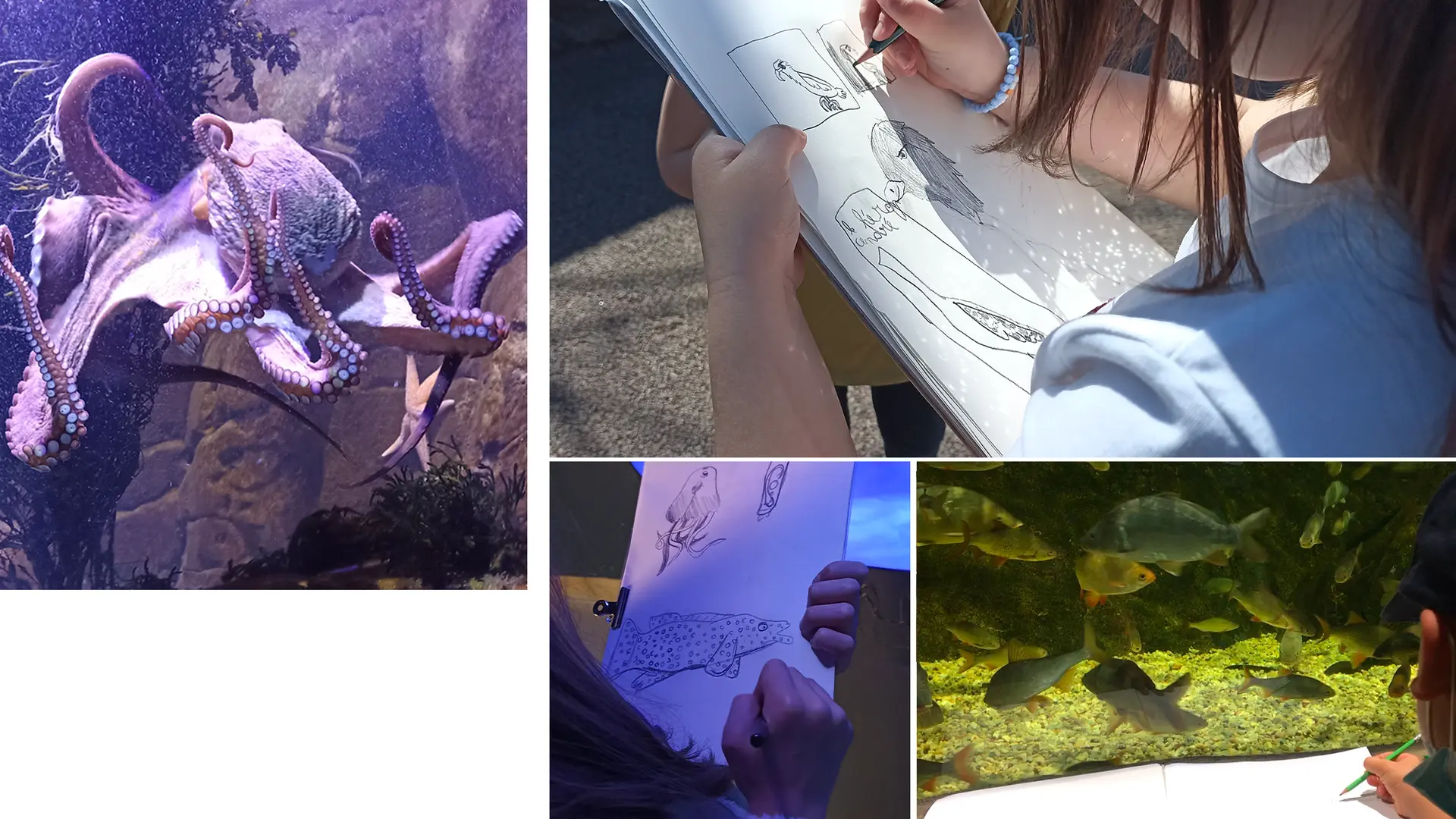 Dessiner à l'Aquashow / atelier enfants