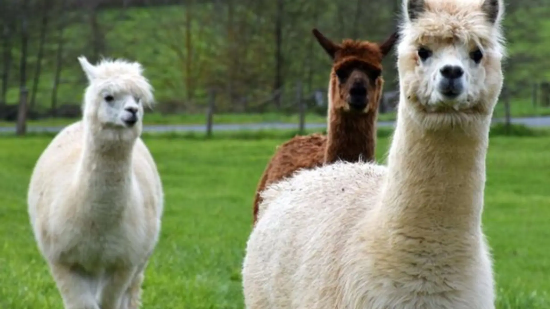 AVEN PARC - Parc de loisirs et d'attractions - de Concarneau à Pont-Aven 17