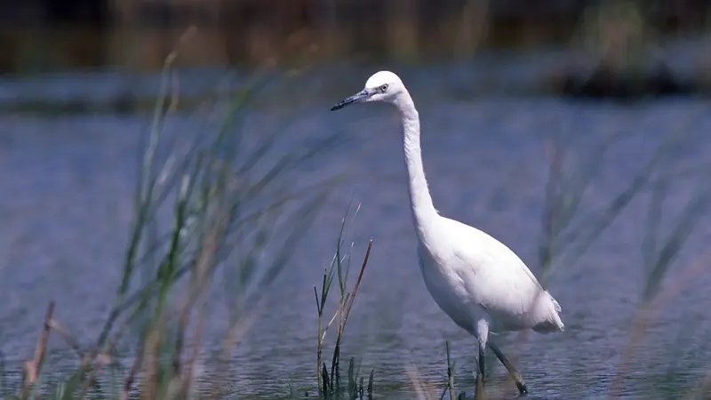 Aigrette garzette 02 PHOTOTHEQUE BRETAGNE VIVANTE (P.Chefson)
