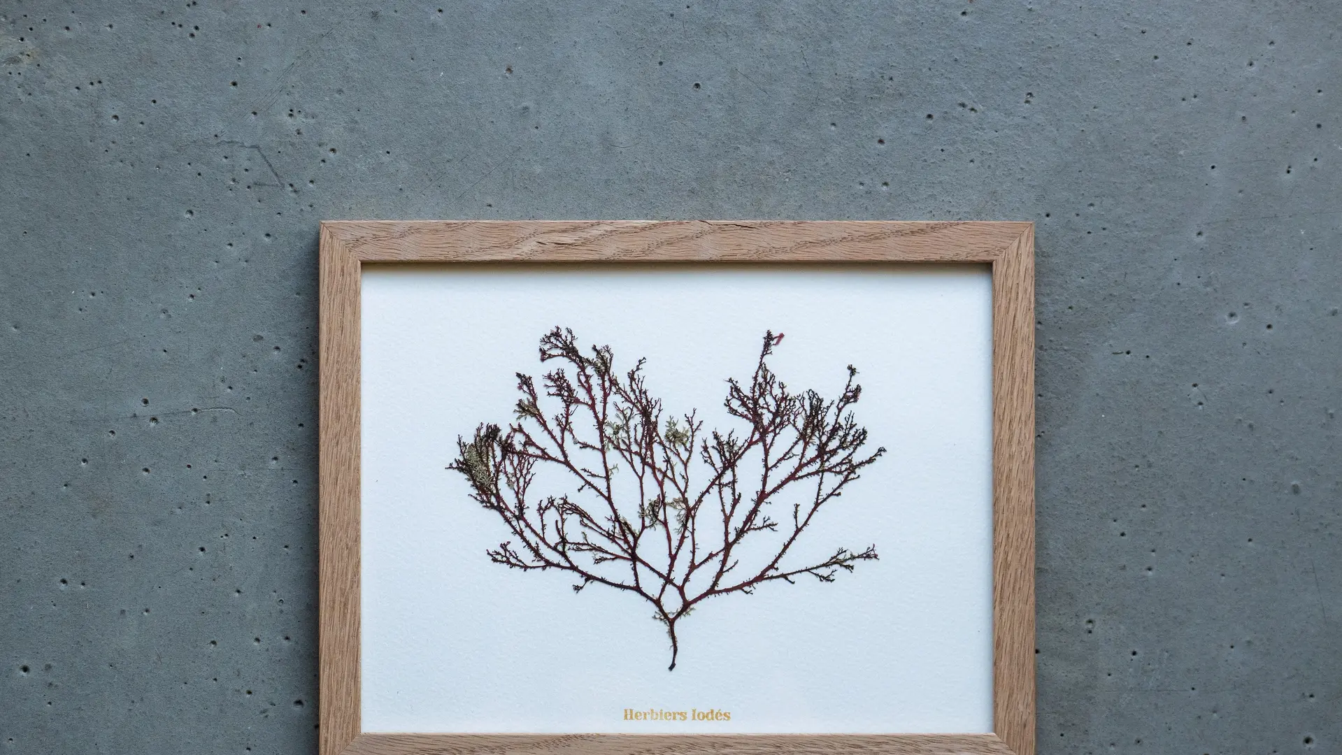 Alguier - Jardin Pourpre