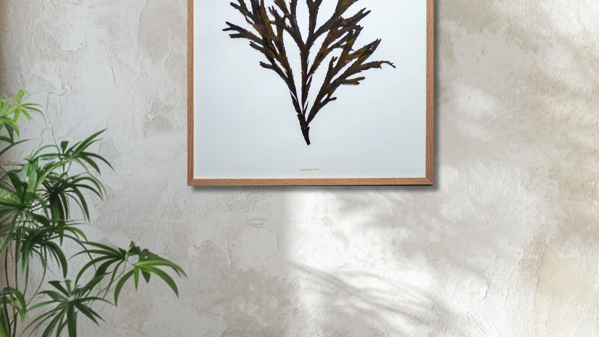 Alguier - Ombre marine - 40 x 50 cm